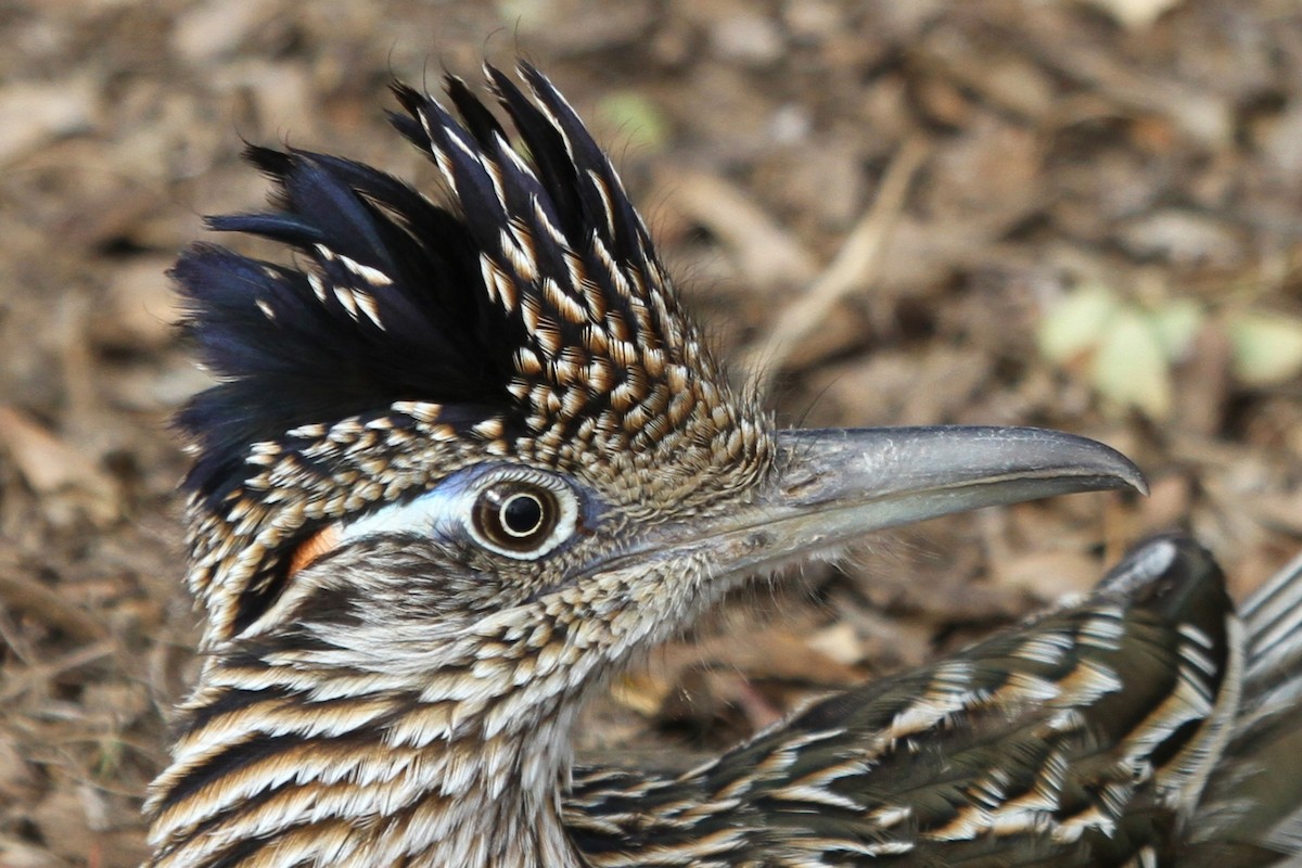 Greater Roadrunner - ML52938261