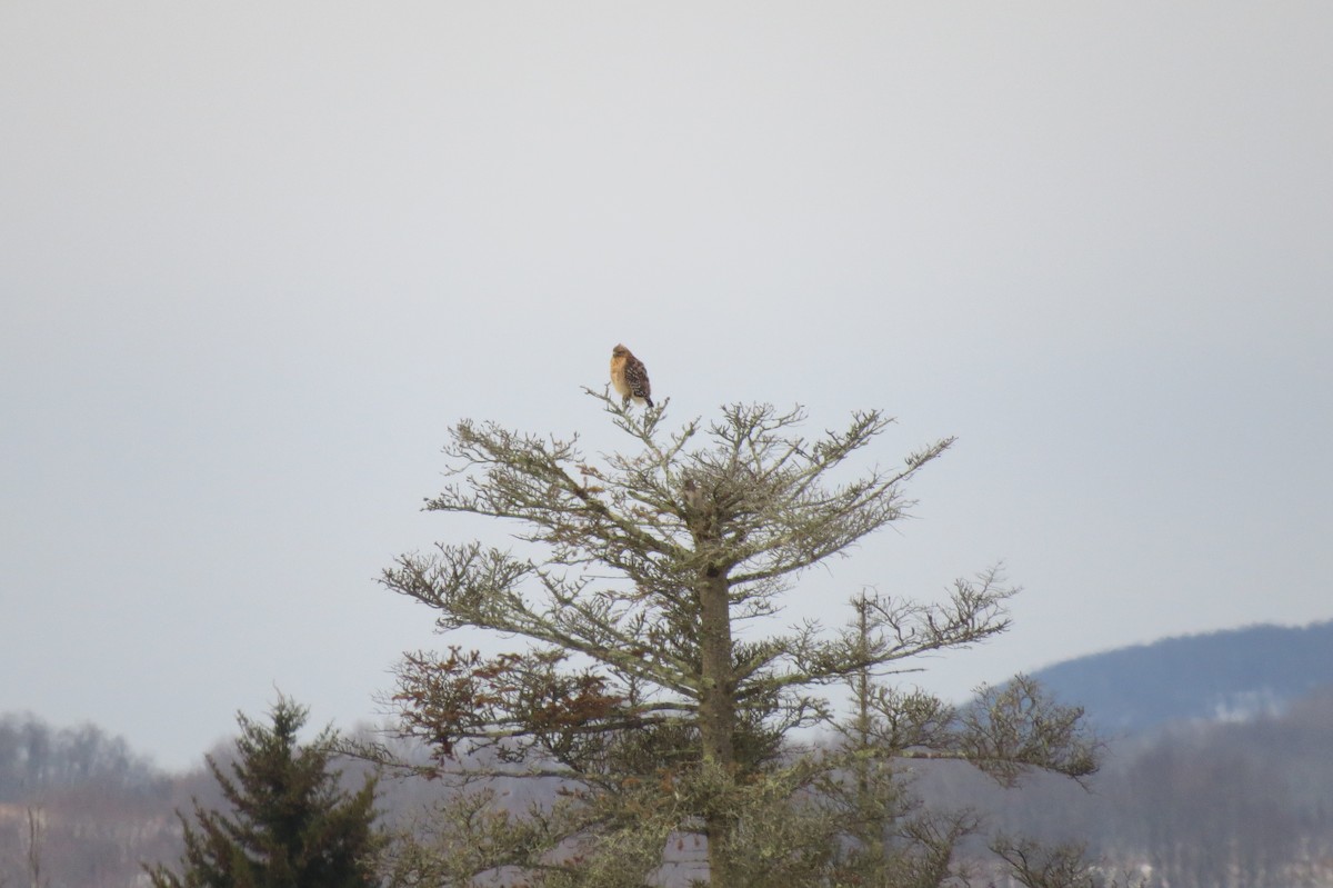 Red-shouldered Hawk - Herb Myers