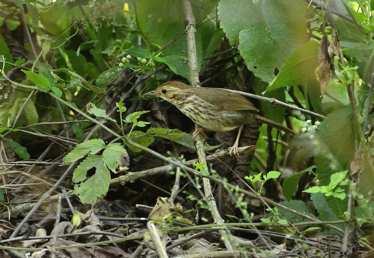 Akalat à poitrine tachetée - ML52938321