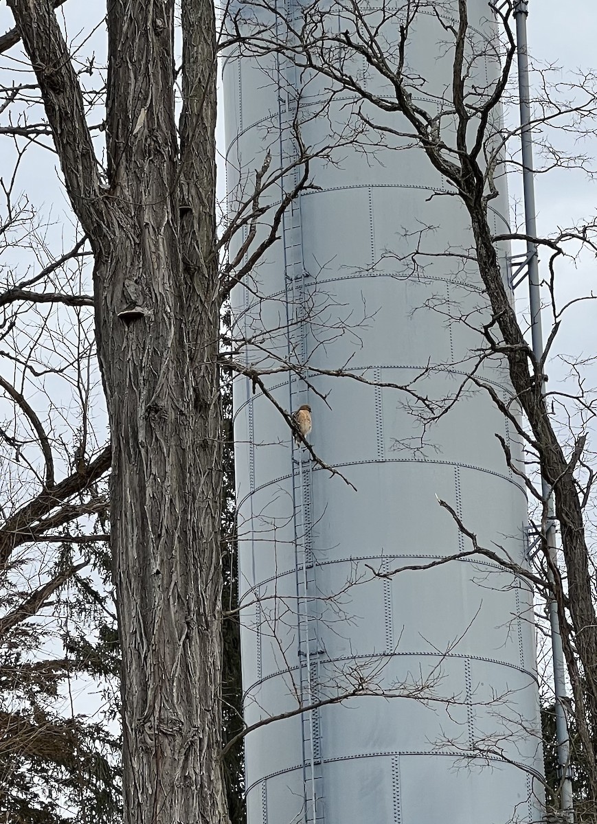 Red-shouldered Hawk - ML529383861
