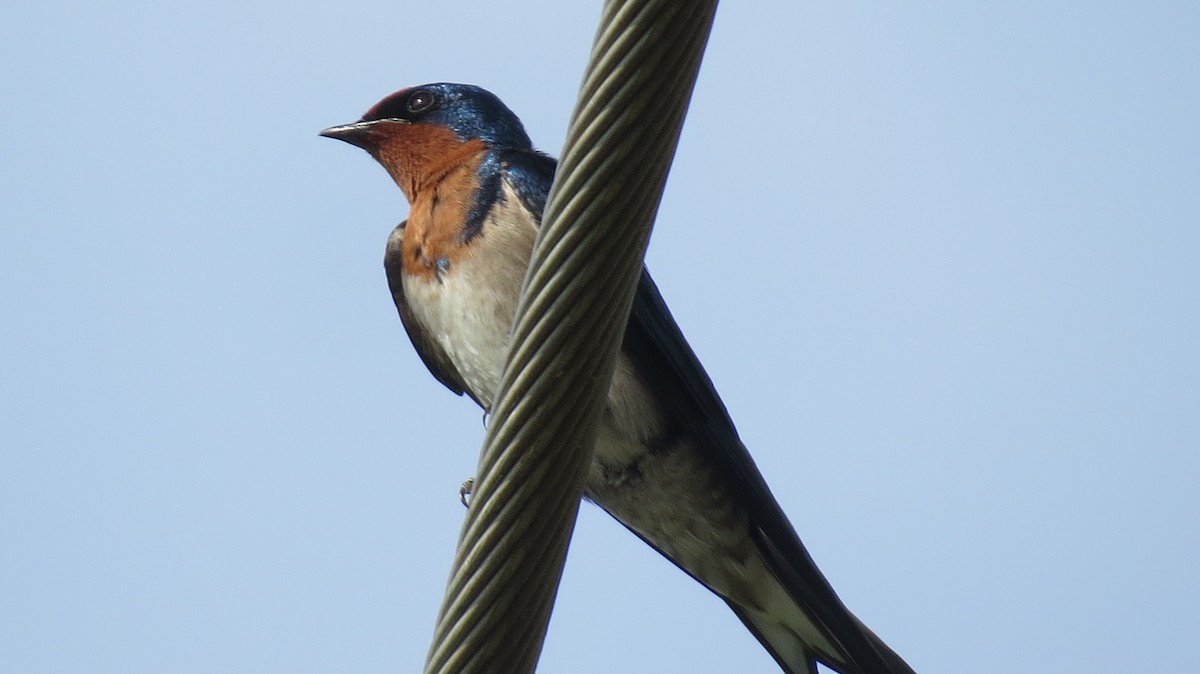 Angola Swallow - ML529383921
