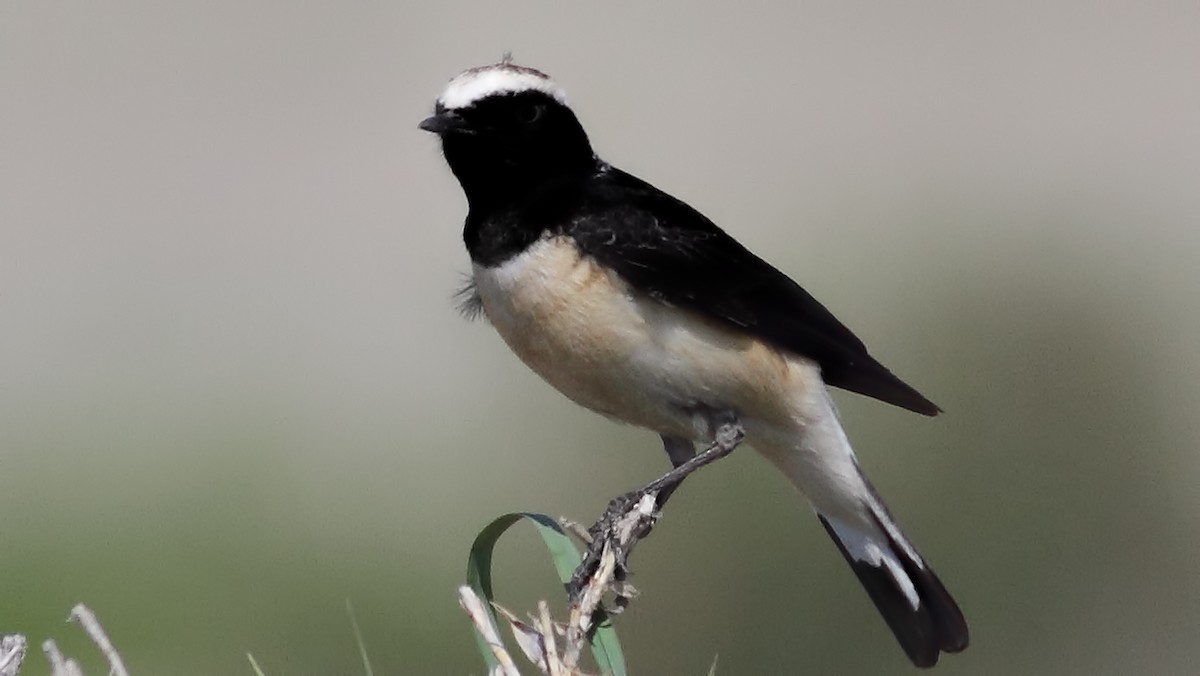 Cyprus Wheatear - Mustafa Çulcuoğlu