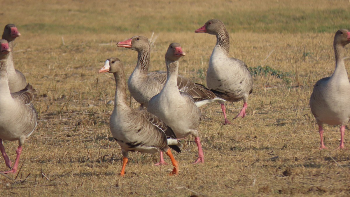 Greater White-fronted Goose - ML529385551