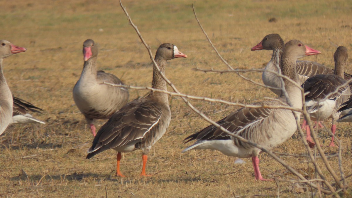 Greater White-fronted Goose - ML529385561