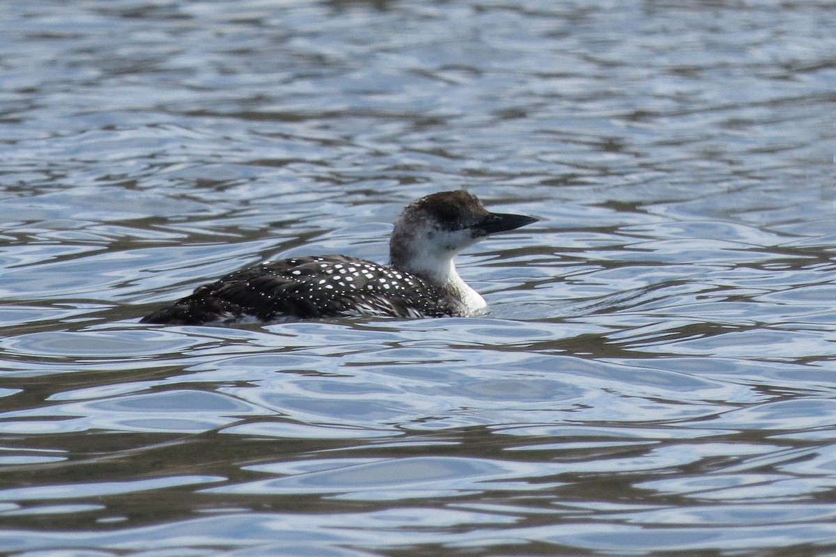 Common Loon - Marceline VandeWater