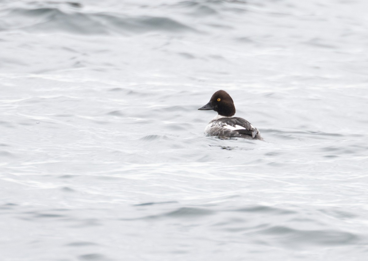 Common Goldeneye - Douglas Graham