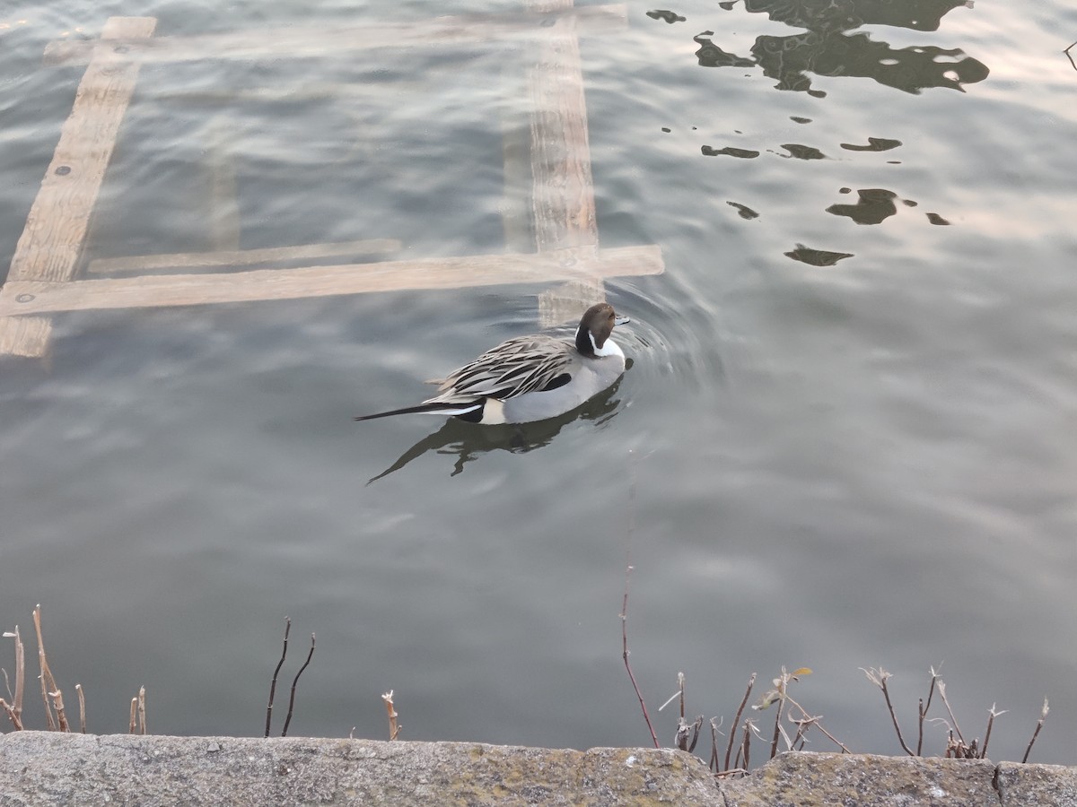 Northern Pintail - ML529386631