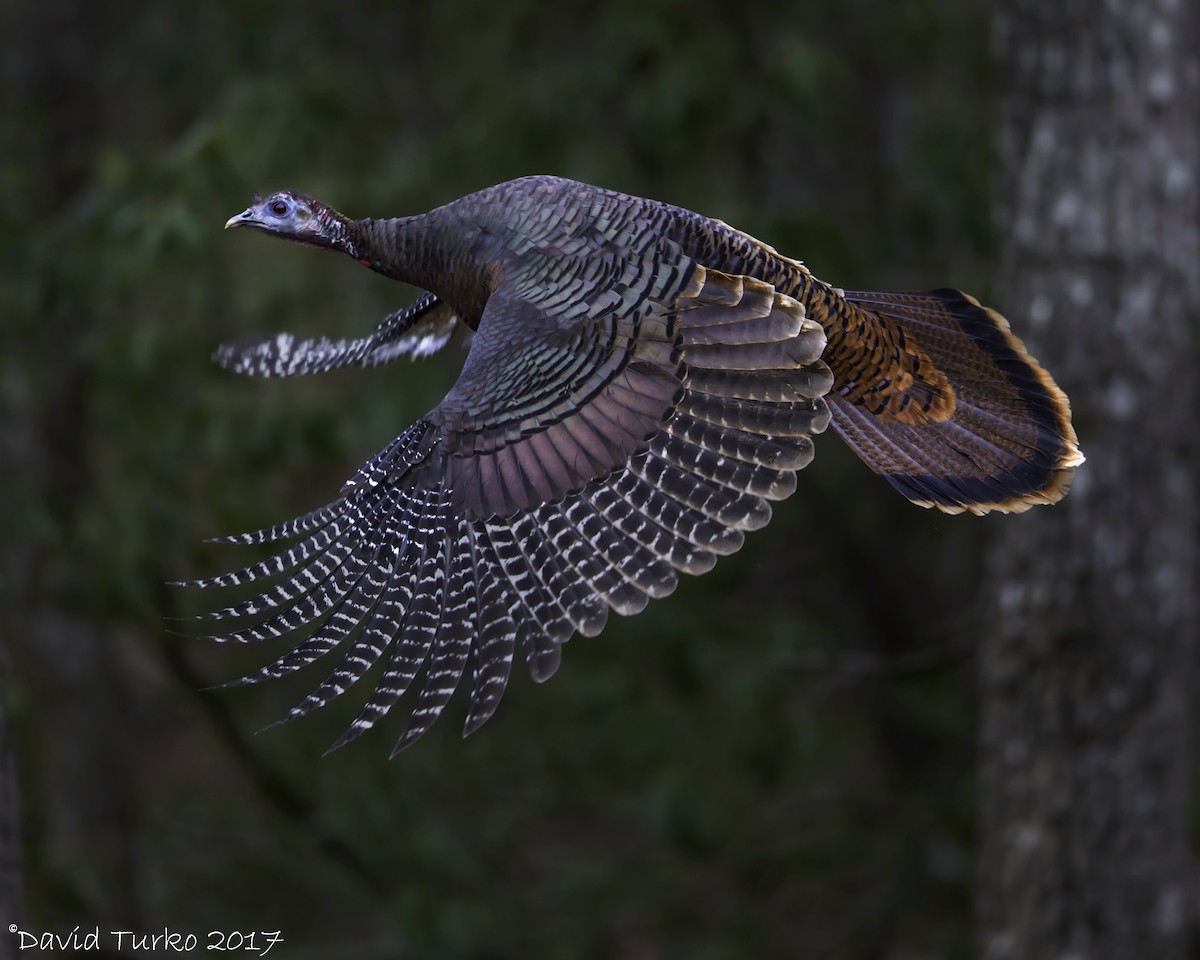 Wild Turkey - David Turko