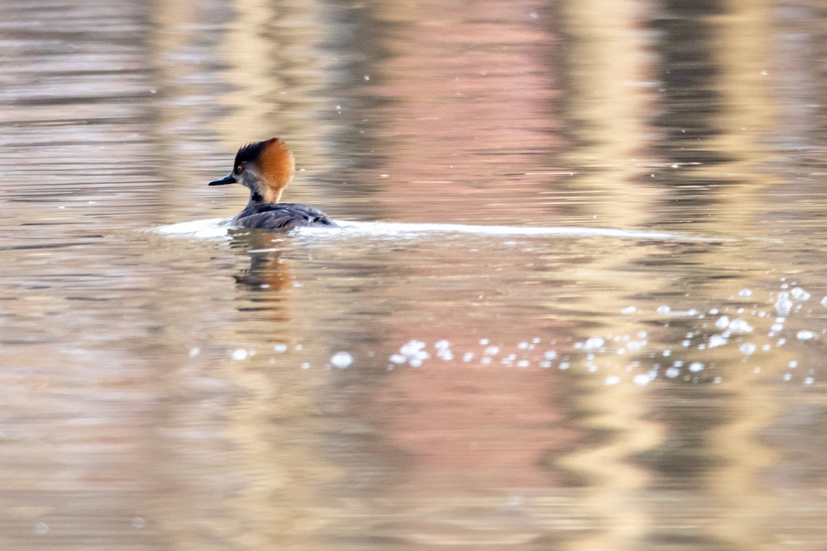 Hooded Merganser - ML529388071