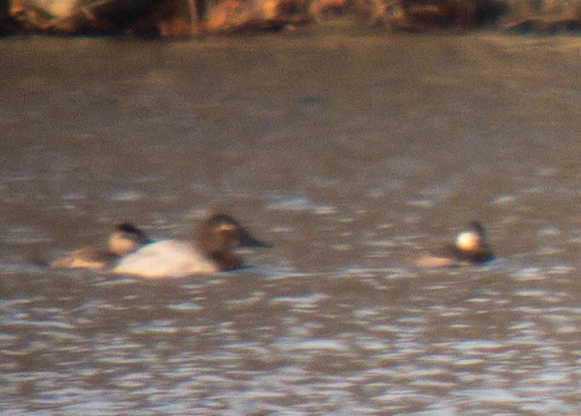 Canvasback - ML529388111