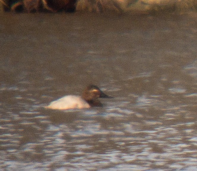 Canvasback - ML529388121