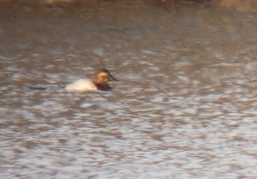 Canvasback - ML529388141