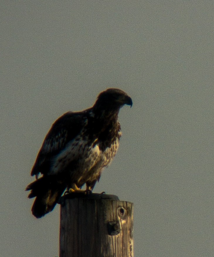 Bald Eagle - ML529388191