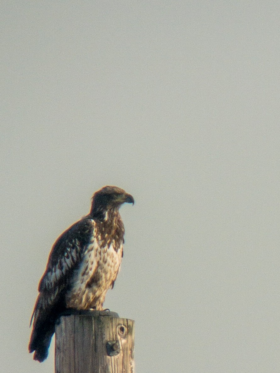 Bald Eagle - ML529388201