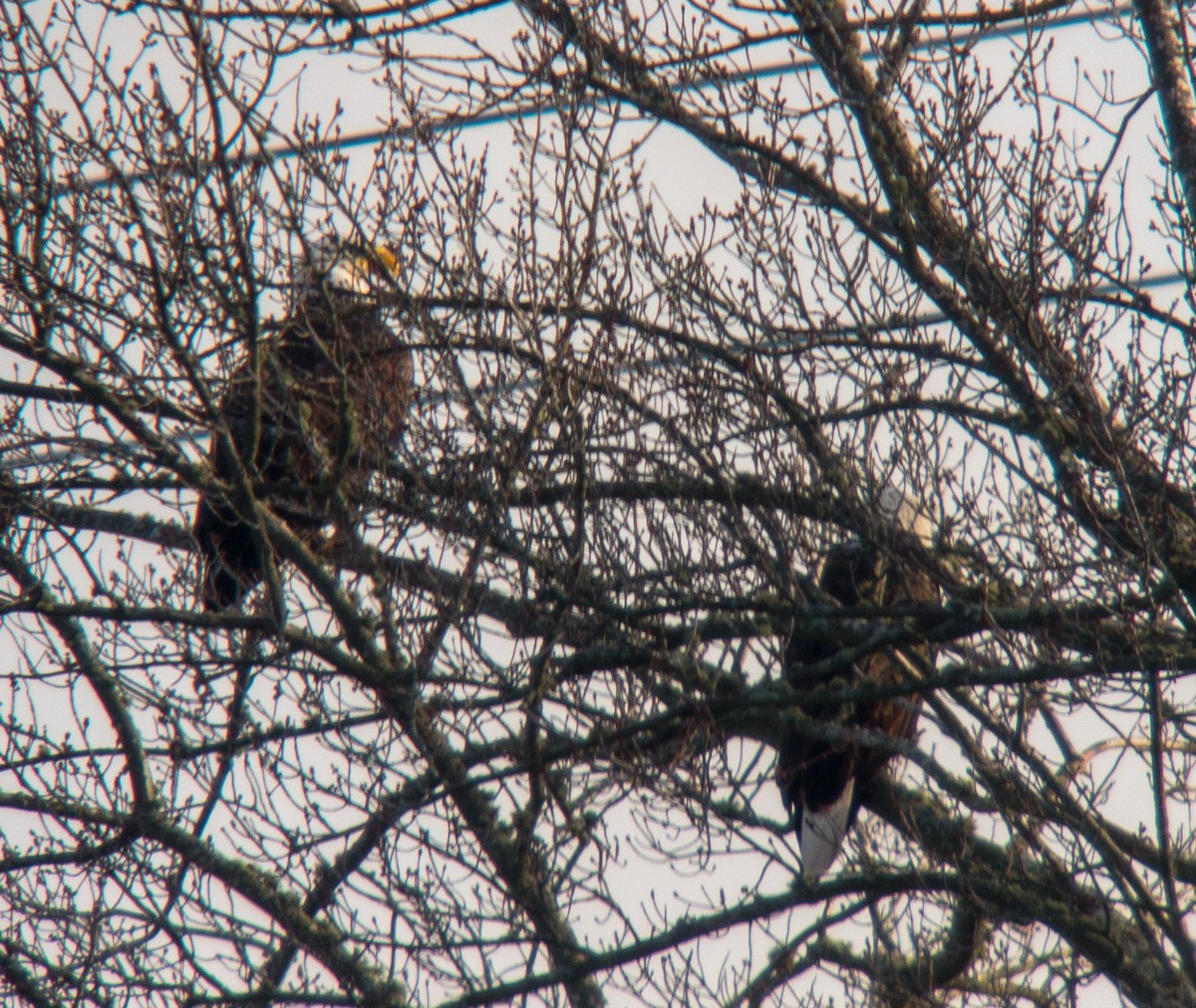 Bald Eagle - ML529388221