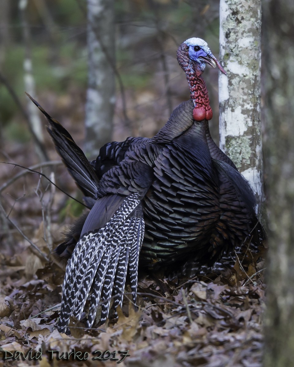 Wild Turkey - ML52938921