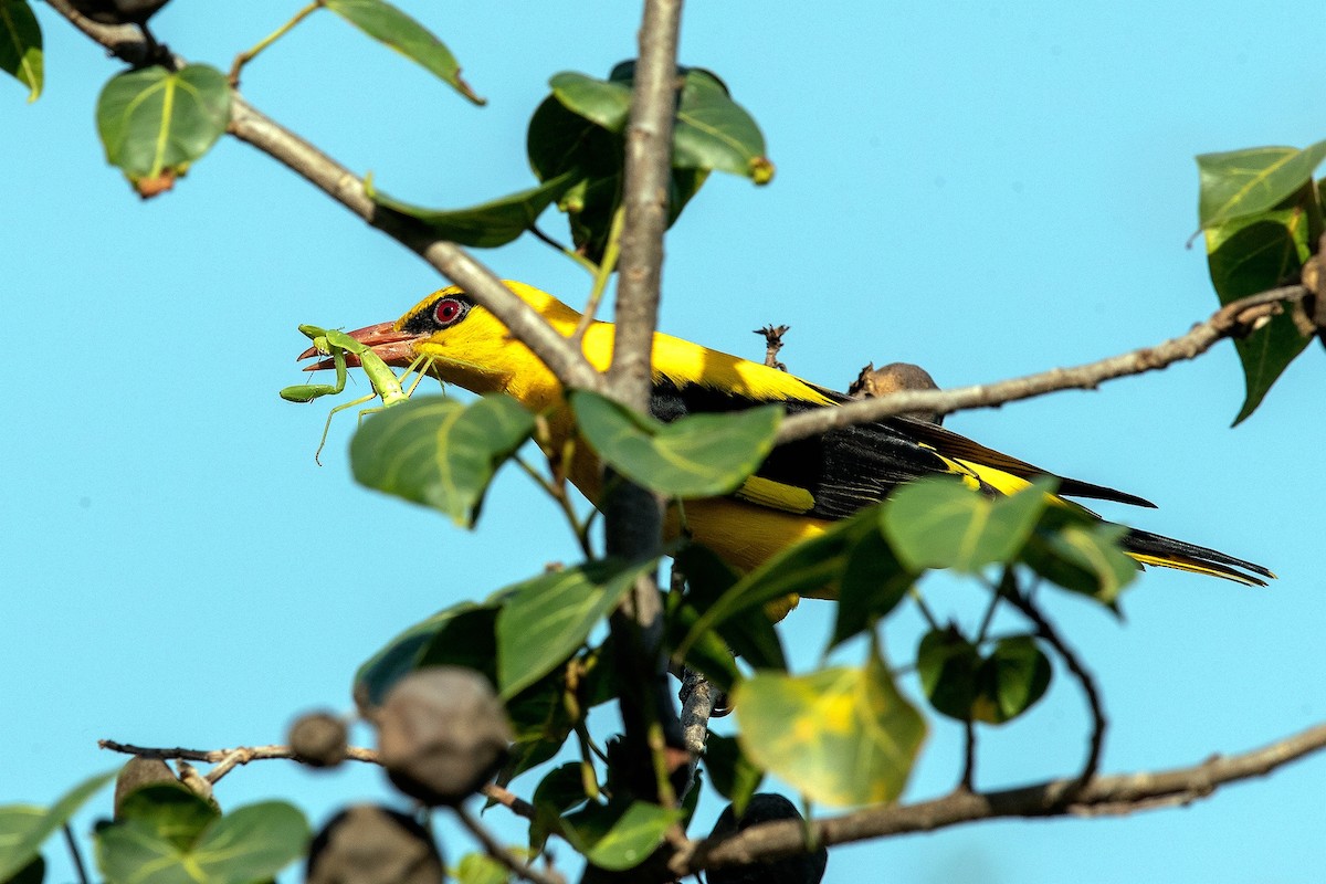 Indian Golden Oriole - ML529389401