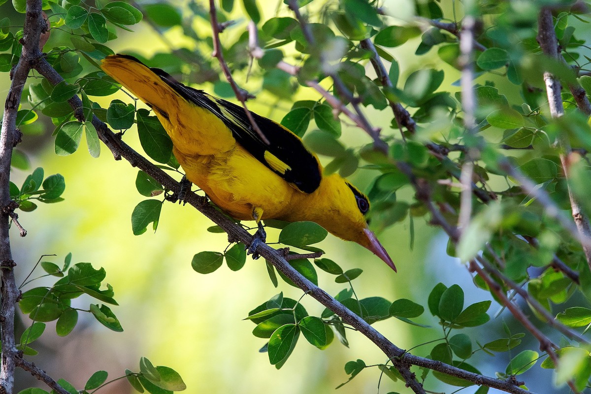 Indian Golden Oriole - ML529389411