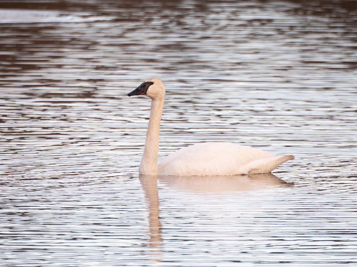 Trumpeter Swan - Douglas Graham