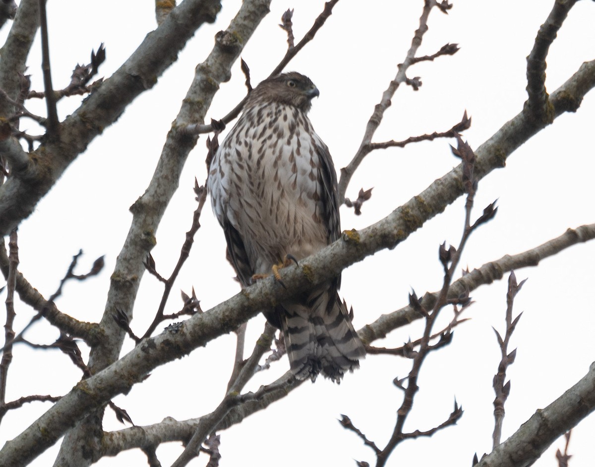 Cooper's Hawk - ML529389491