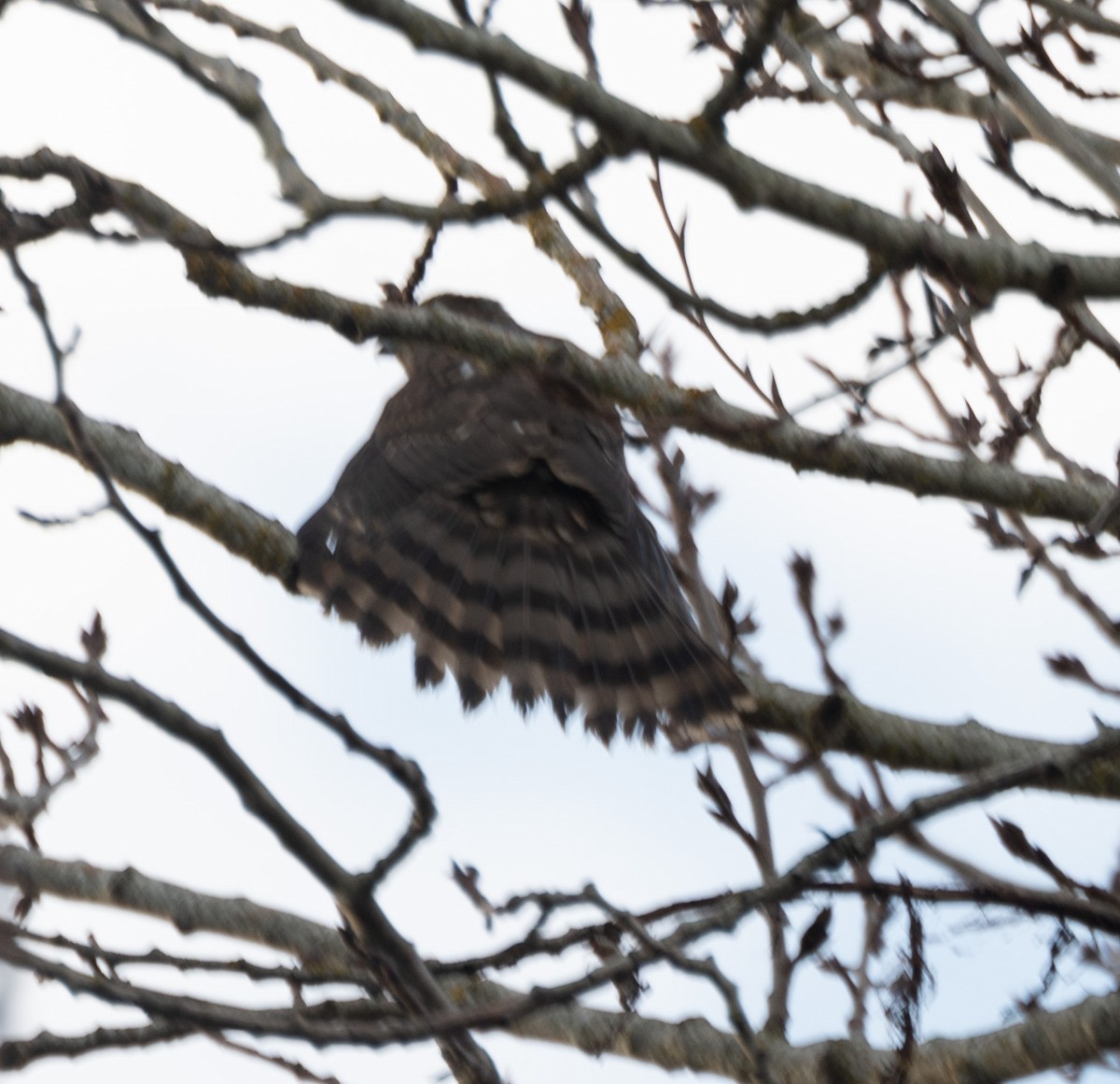 Cooper's Hawk - ML529389551