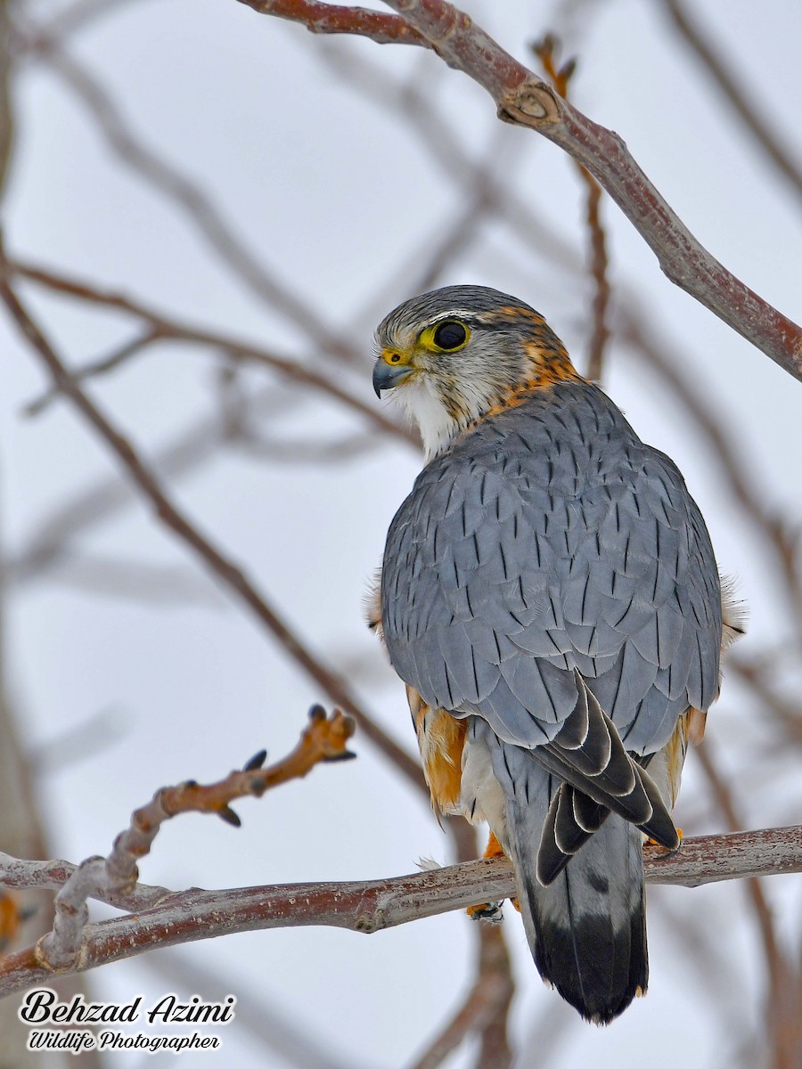 コチョウゲンボウ - ML529389751