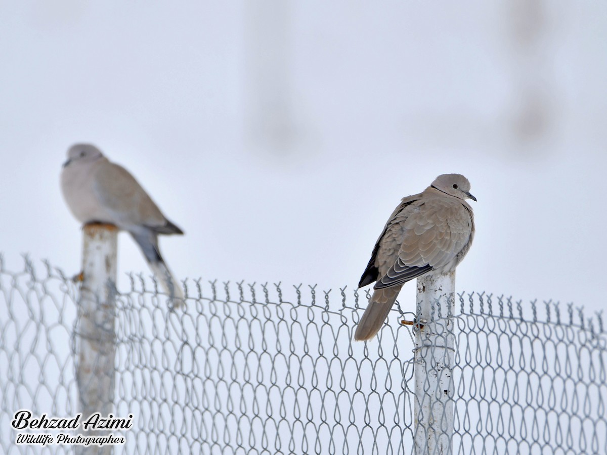 Eurasian Collared-Dove - ML529390791