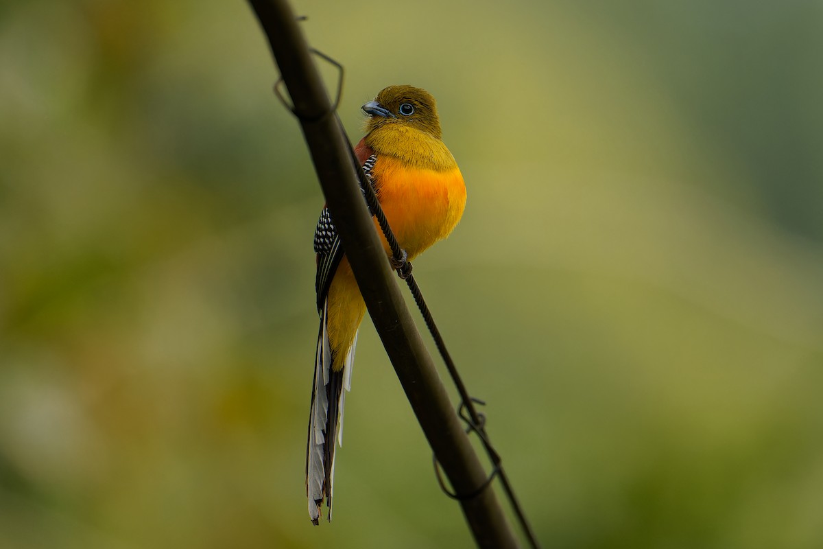 Trogon à poitrine jaune - ML529390921