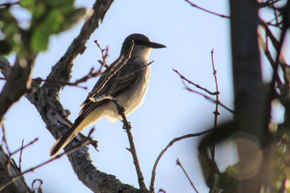 Gray Kingbird - ML529391621