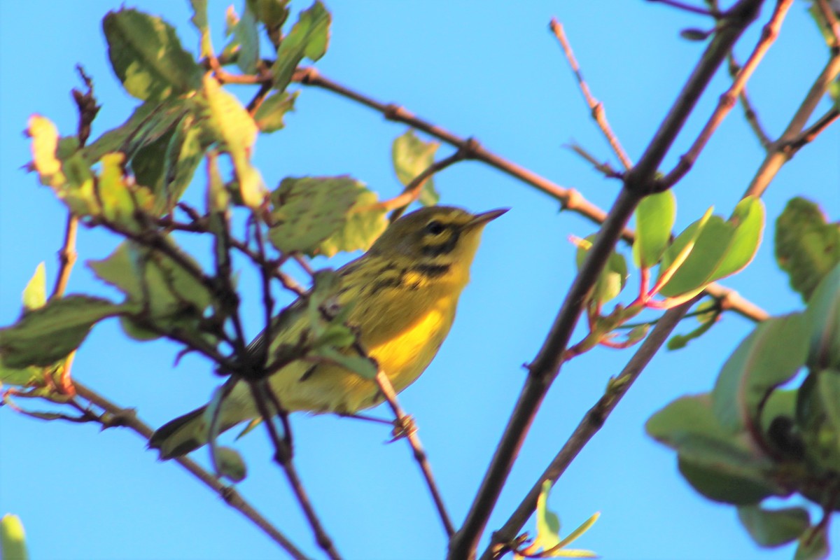 Prairie Warbler - ML529391701