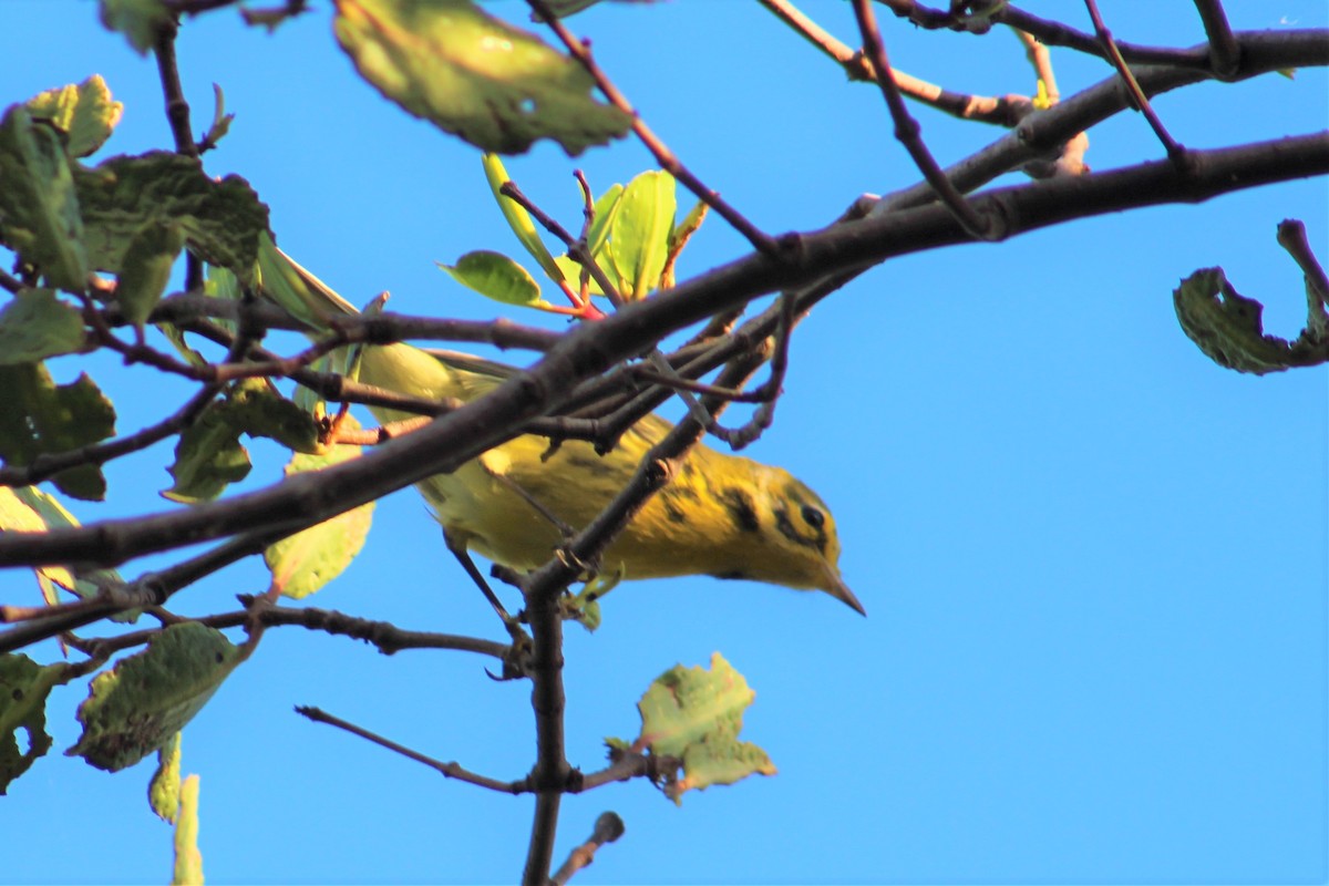 Prairie Warbler - ML529391791