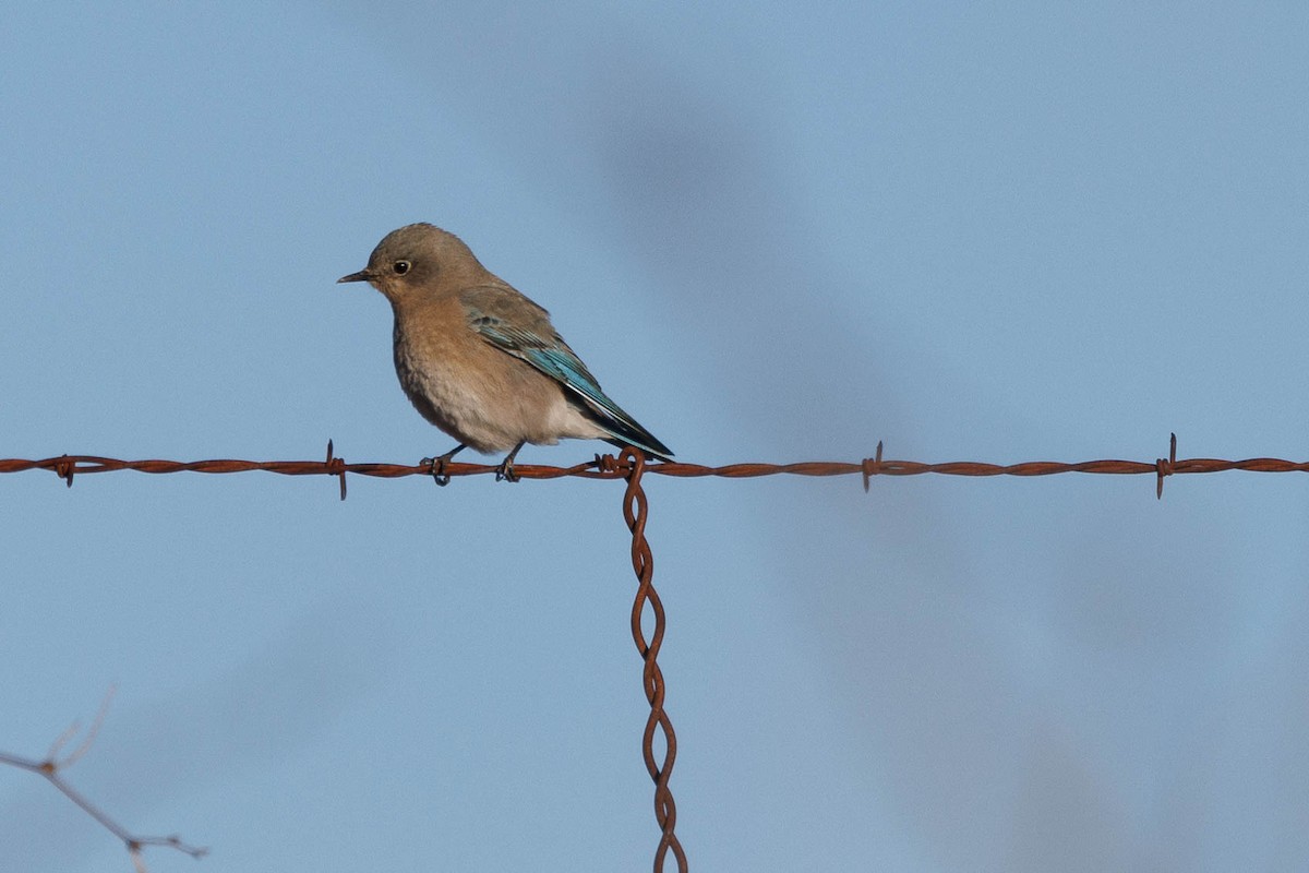 Mountain Bluebird - ML529393991