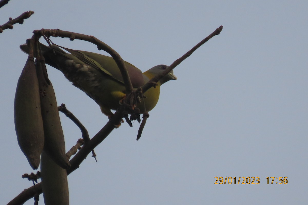 Yellow-footed Green-Pigeon - ML529394111