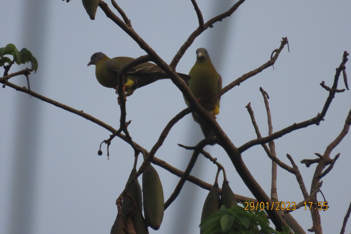 Yellow-footed Green-Pigeon - Soumya Nair