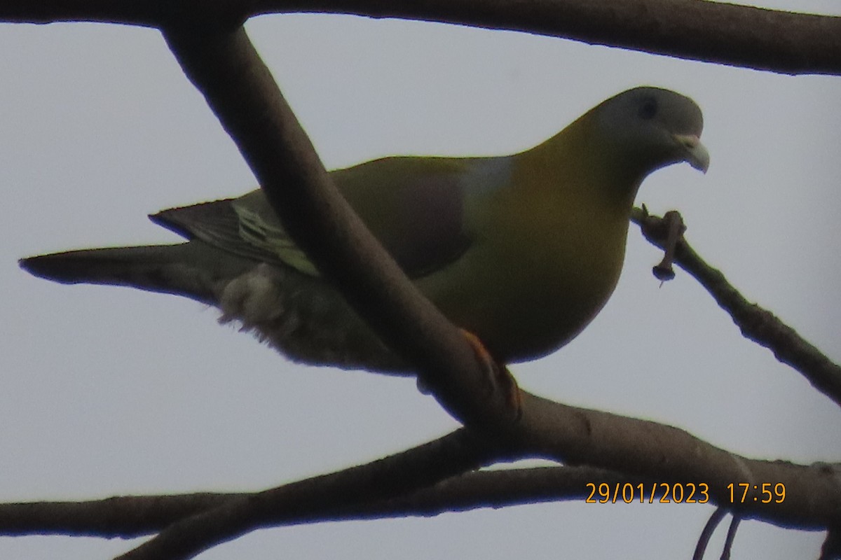 Yellow-footed Green-Pigeon - ML529394131