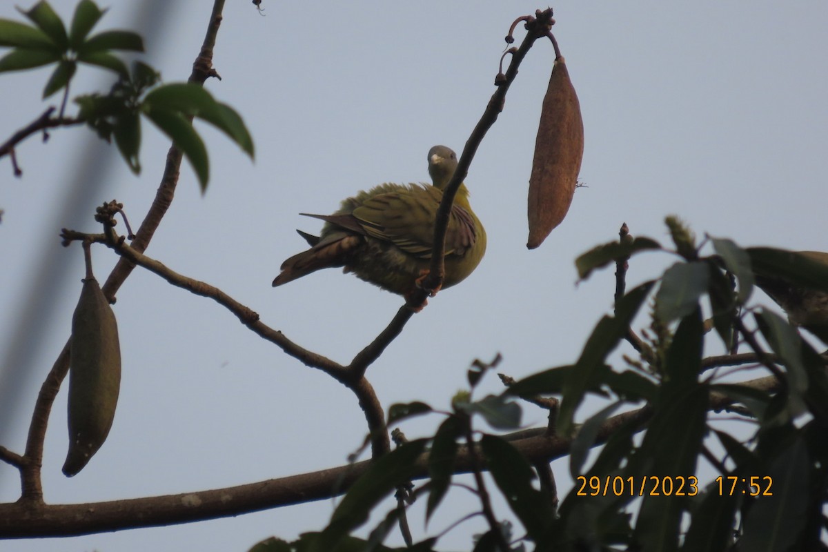 Yellow-footed Green-Pigeon - ML529394141