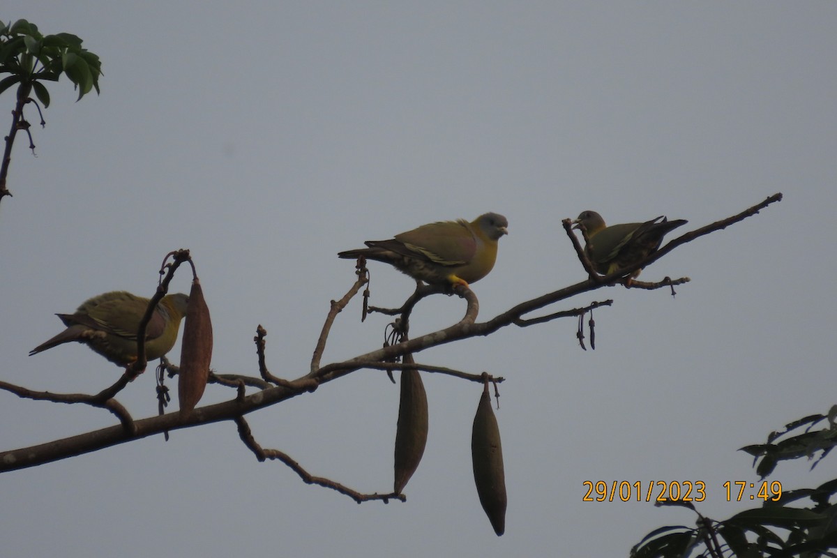 Yellow-footed Green-Pigeon - ML529394151