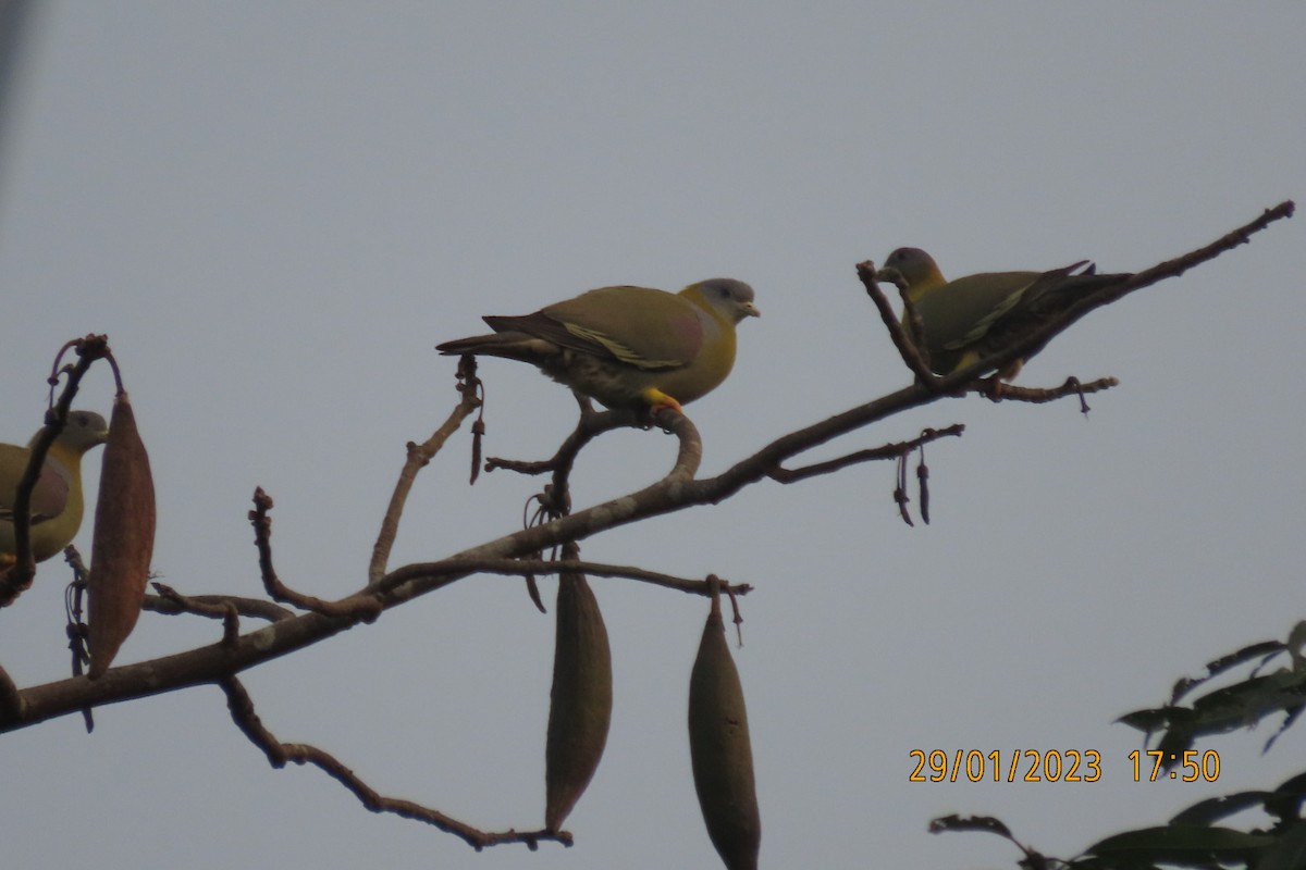 Yellow-footed Green-Pigeon - ML529394161