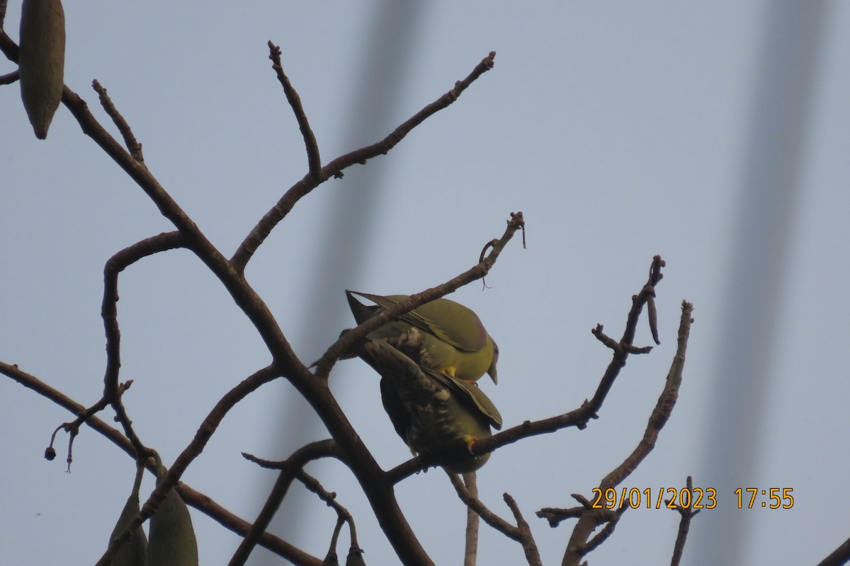 Yellow-footed Green-Pigeon - ML529394171