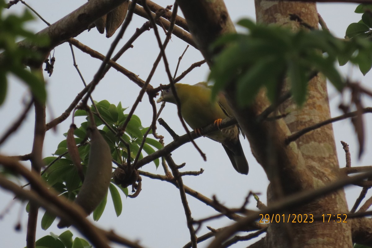 Yellow-footed Green-Pigeon - ML529394181