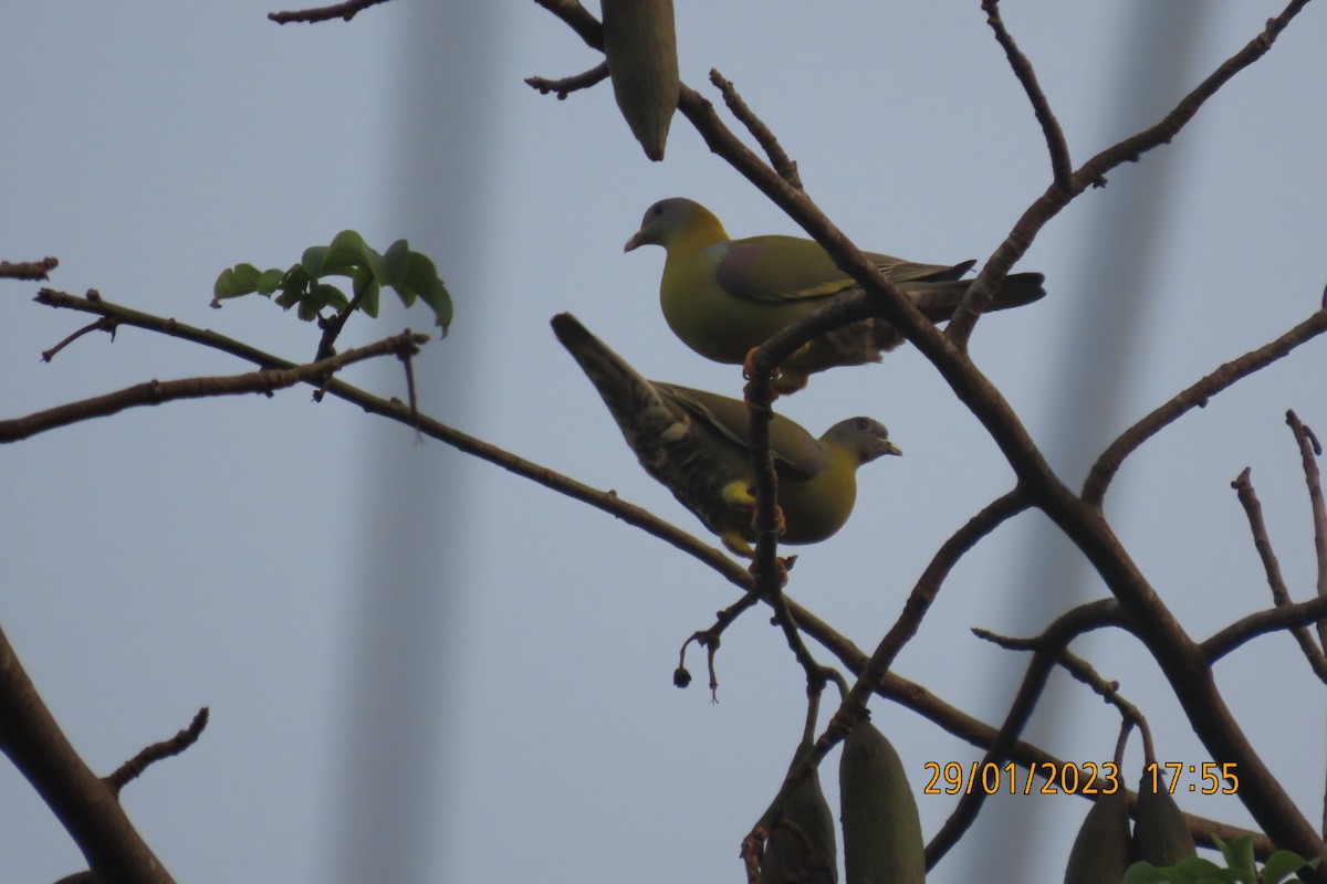 Yellow-footed Green-Pigeon - ML529394191