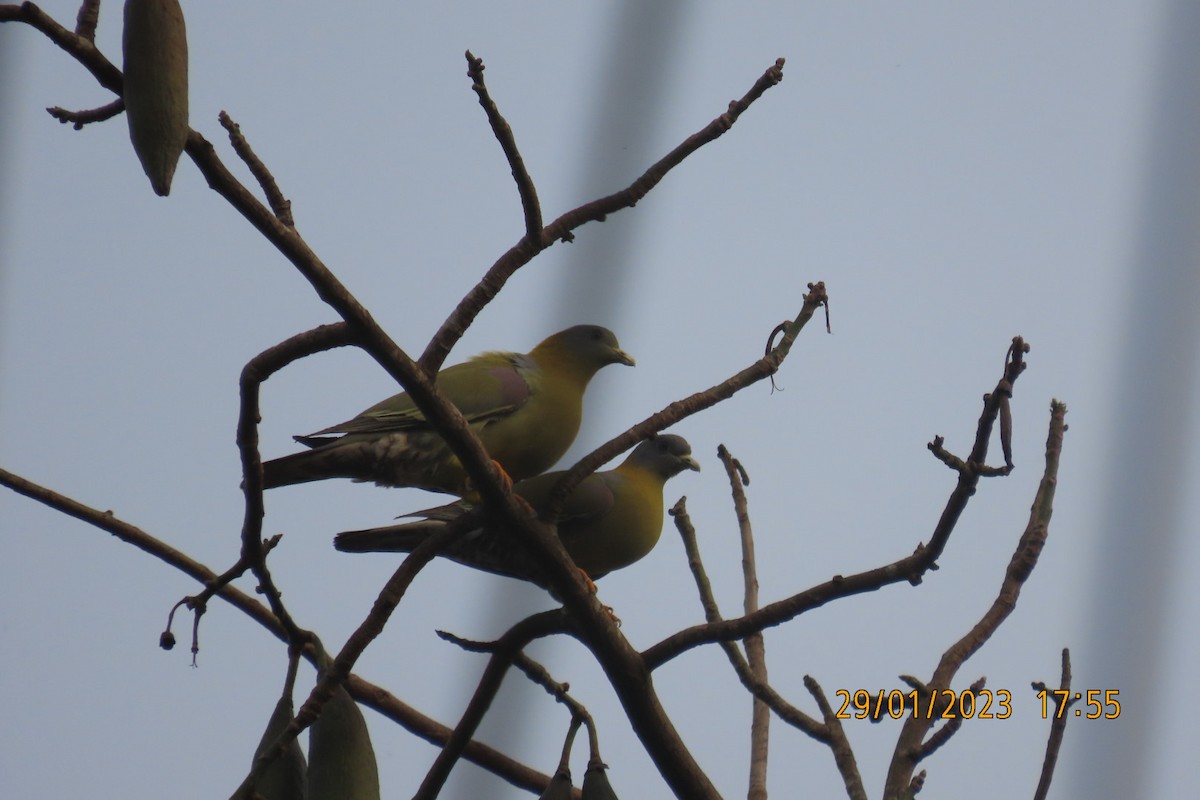 Yellow-footed Green-Pigeon - ML529394201