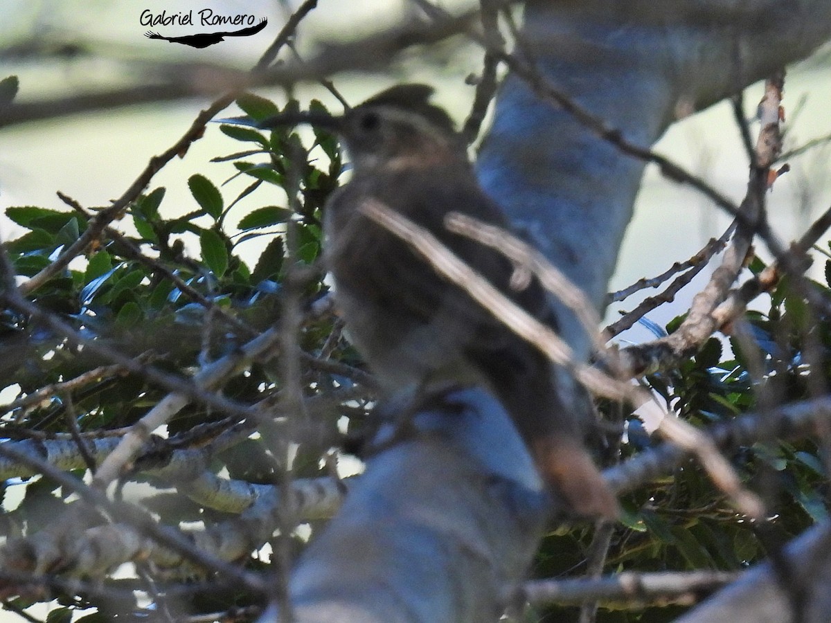 Patagonian Forest Earthcreeper - ML529394941