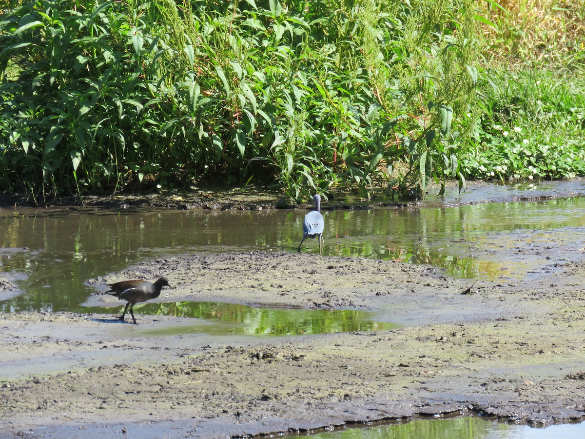 Common Gallinule - ML52939701