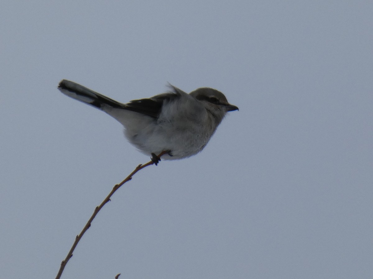 Northern Shrike - ML529397281