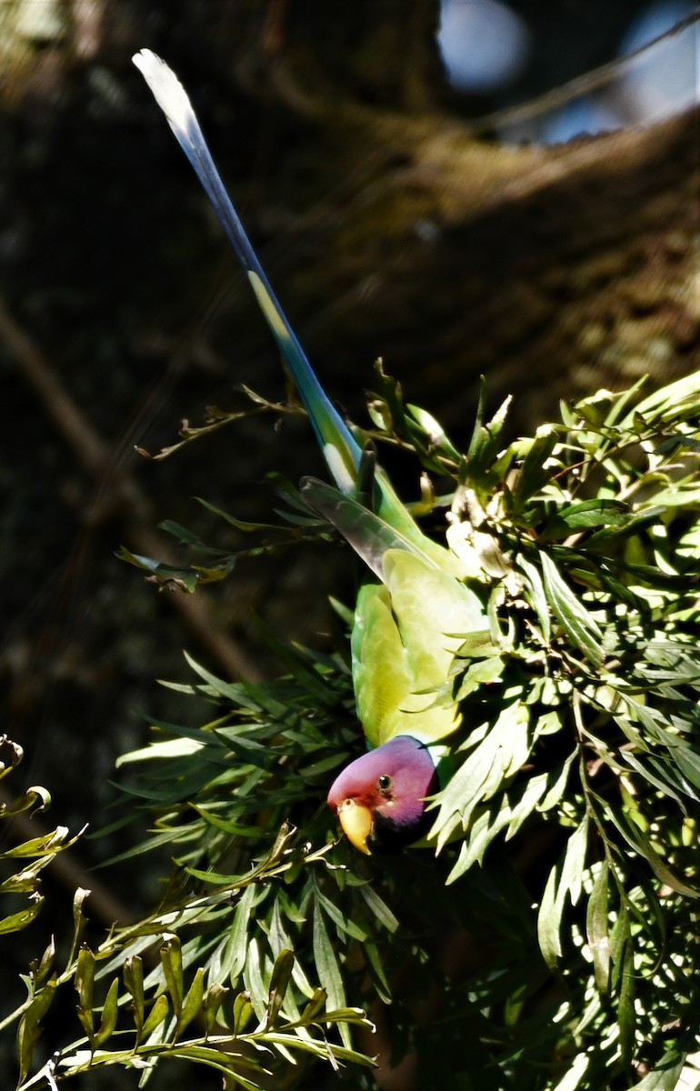 Plum-headed Parakeet - ML529397341