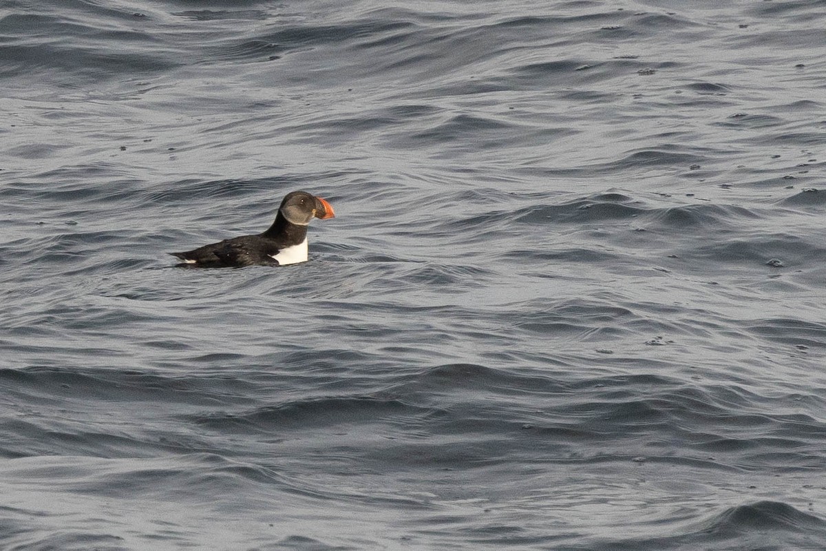 Atlantic Puffin - Doug Gochfeld