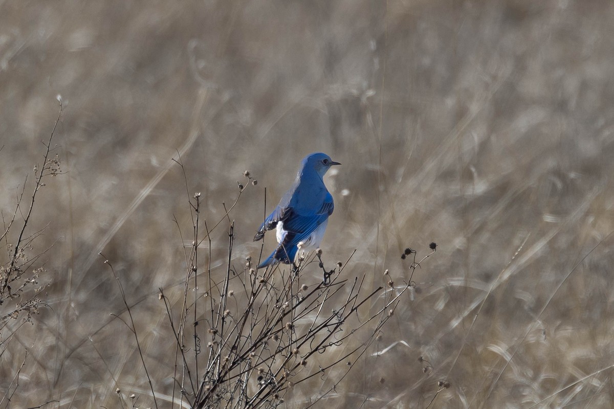 Mountain Bluebird - ML529398051