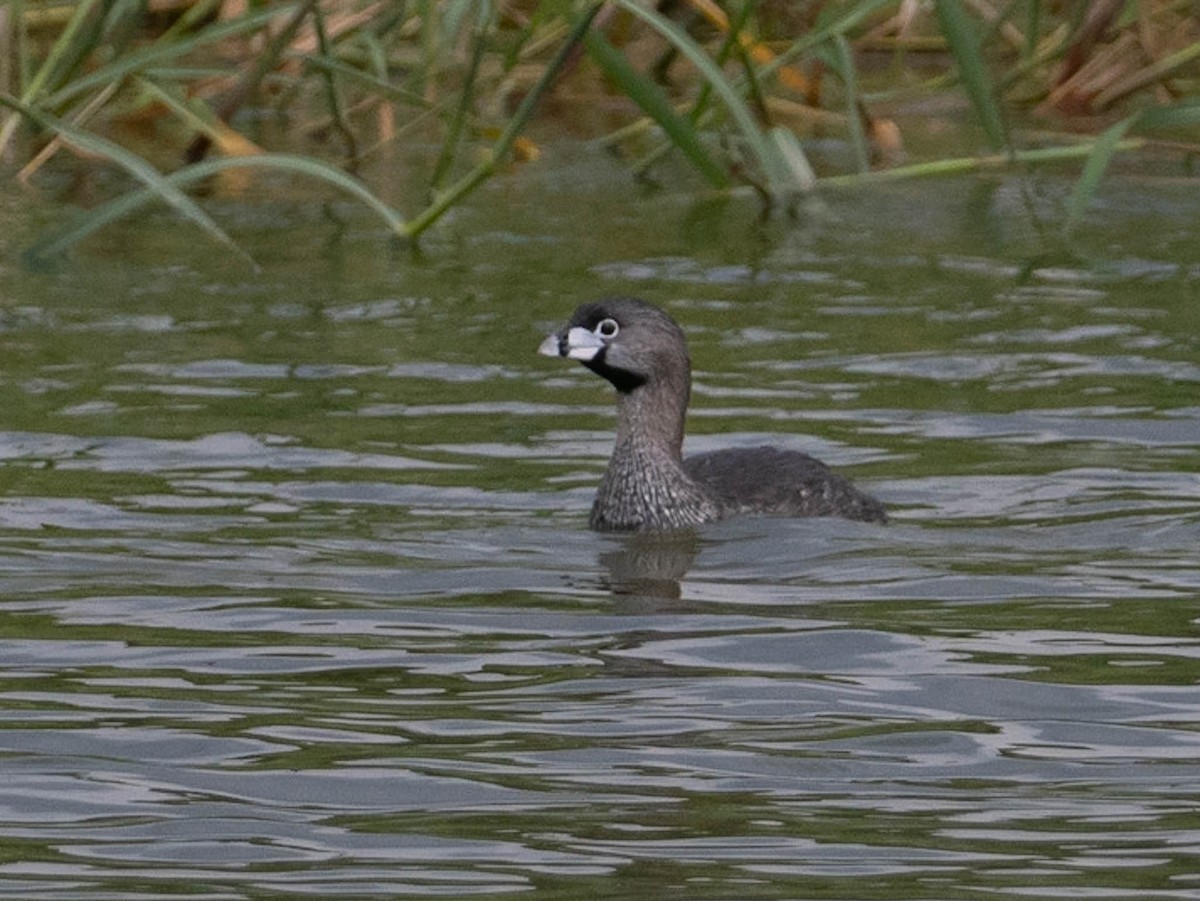 Pied-billed Grebe - ML529398251