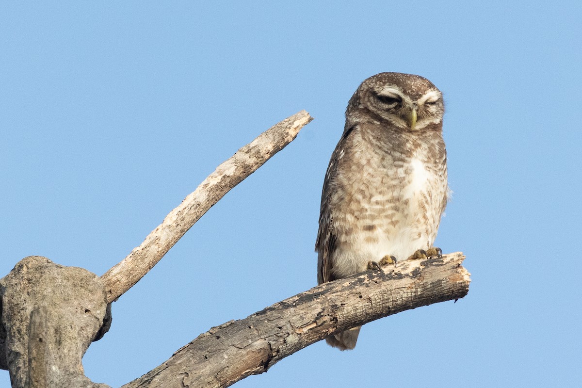 Spotted Owlet - Samanvitha Rao